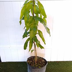 Valencia Pride Mango Valencia Pride Mango