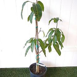 Valencia Pride Mango Valencia Pride Mango