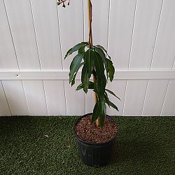 Valencia Pride Mango Valencia Pride Mango