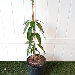 Valencia Pride Mango Valencia Pride Mango