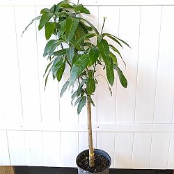 Valencia Pride Mango Valencia Pride Mango