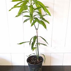 Ice Cream Mango Tree Ice Cream Mango Tree