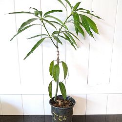 Ice Cream Mango Tree Ice Cream Mango Tree