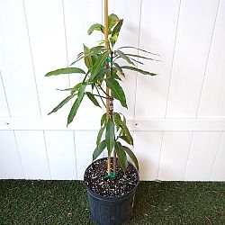 Ice Cream Mango Tree Ice Cream Mango Tree