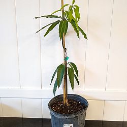 Ice Cream Mango Tree Ice Cream Mango Tree