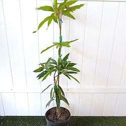 Ice Cream Mango Tree Ice Cream Mango Tree