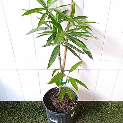 Ice Cream Mango Tree Ice Cream Mango Tree