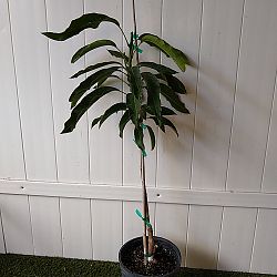 Glenn Mango Tree Glenn Mango Tree