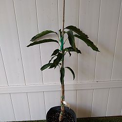 Glenn Mango Tree Glenn Mango Tree