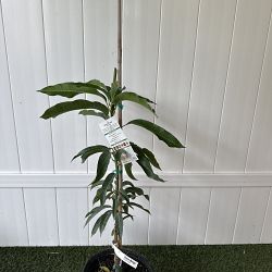 Glenn Mango Tree Glenn Mango Tree