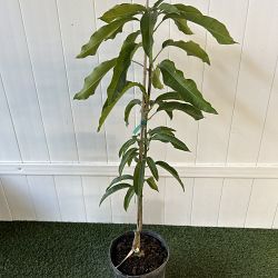 Glenn Mango Tree Glenn Mango Tree