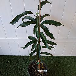 Glenn Mango Tree Glenn Mango Tree