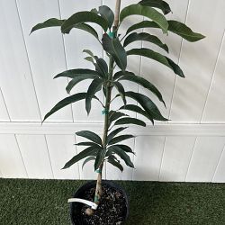 Glenn Mango Tree Glenn Mango Tree