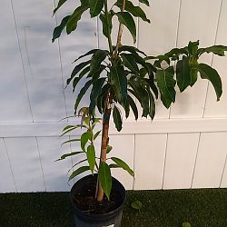 Nam Doc Mai Mango Tree Nam Doc Mai Mango Tree