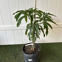 Nam Doc Mai Mango Tree Nam Doc Mai Mango Tree