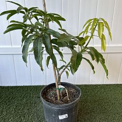 Nam Doc Mai Mango Tree Nam Doc Mai Mango Tree