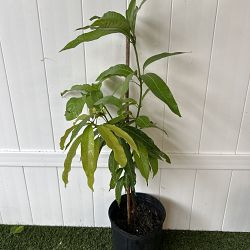Nam Doc Mai Mango Tree Nam Doc Mai Mango Tree