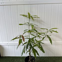 Nam Doc Mai Mango Tree Nam Doc Mai Mango Tree