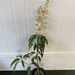Nam Doc Mai Mango Tree Nam Doc Mai Mango Tree