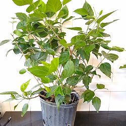 Tropical Hibiscus 'Double Red' Tropical Hibiscus 'Double Red'