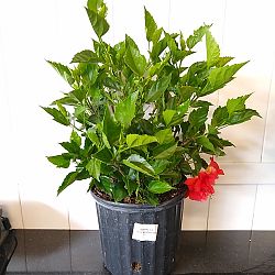 Tropical Hibiscus 'Double Red' Tropical Hibiscus 'Double Red'