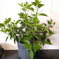 Tropical Hibiscus 'Double Red' Tropical Hibiscus 'Double Red'