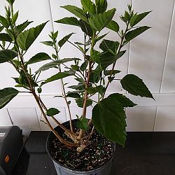 Tropical Hibiscus 'Double Red' Tropical Hibiscus 'Double Red'