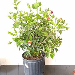 Tropical Hibiscus 'Double Red' Tropical Hibiscus 'Double Red'