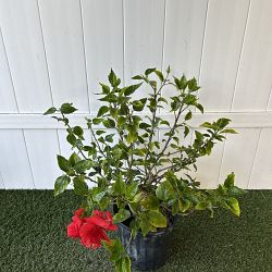 Tropical Hibiscus 'Double Red' Tropical Hibiscus 'Double Red'