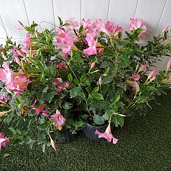 Pink Dipladenia Pink Dipladenia