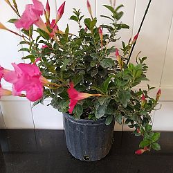 Pink Dipladenia Pink Dipladenia
