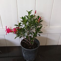 Pink Dipladenia Pink Dipladenia