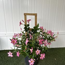 Pink Dipladenia Pink Dipladenia