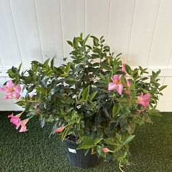 Pink Dipladenia Pink Dipladenia