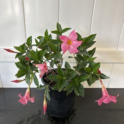 Pink Dipladenia Pink Dipladenia