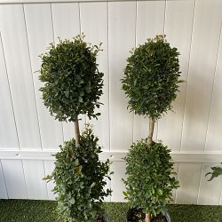 Eugenia 2-Ball Topiary Eugenia 2-Ball Topiary