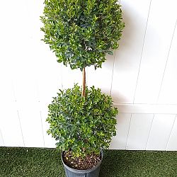 Eugenia 2-Ball Topiary Eugenia 2-Ball Topiary