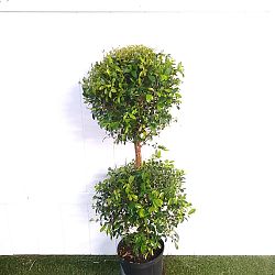 Eugenia 2-Ball Topiary Eugenia 2-Ball Topiary