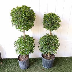 Eugenia 2-Ball Topiary Eugenia 2-Ball Topiary