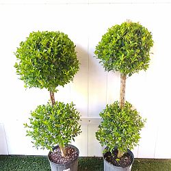 Eugenia 2-Ball Topiary Eugenia 2-Ball Topiary
