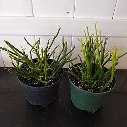 Sticks of Fire Pencil Cactus Sticks of Fire Pencil Cactus