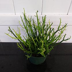 Sticks of Fire Pencil Cactus Sticks of Fire Pencil Cactus