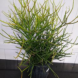 Sticks of Fire Pencil Cactus Sticks of Fire Pencil Cactus