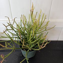 Sticks of Fire Pencil Cactus Sticks of Fire Pencil Cactus