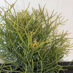 Sticks of Fire Pencil Cactus Sticks of Fire Pencil Cactus