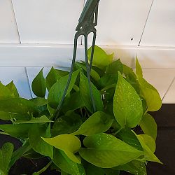 Neon Pothos Neon Pothos