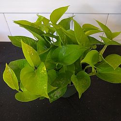 Neon Pothos Neon Pothos