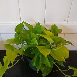 Neon Pothos Neon Pothos