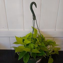 Neon Pothos Neon Pothos