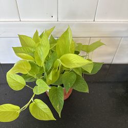 Neon Pothos Neon Pothos